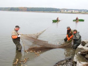 Horstseefischen
